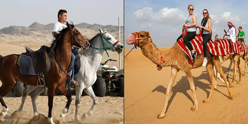 Split photo showing a man horseback riding on the left and tourists riding camels across the sand dunes in the Jeddah desert on the right.