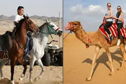 Desert Horse Riding vs Camel Riding in Jeddah: Which Is Better?