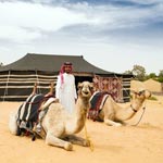 Camel Trekking in Jeddah