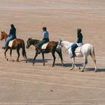 Desert Horse Riding in Jeddah